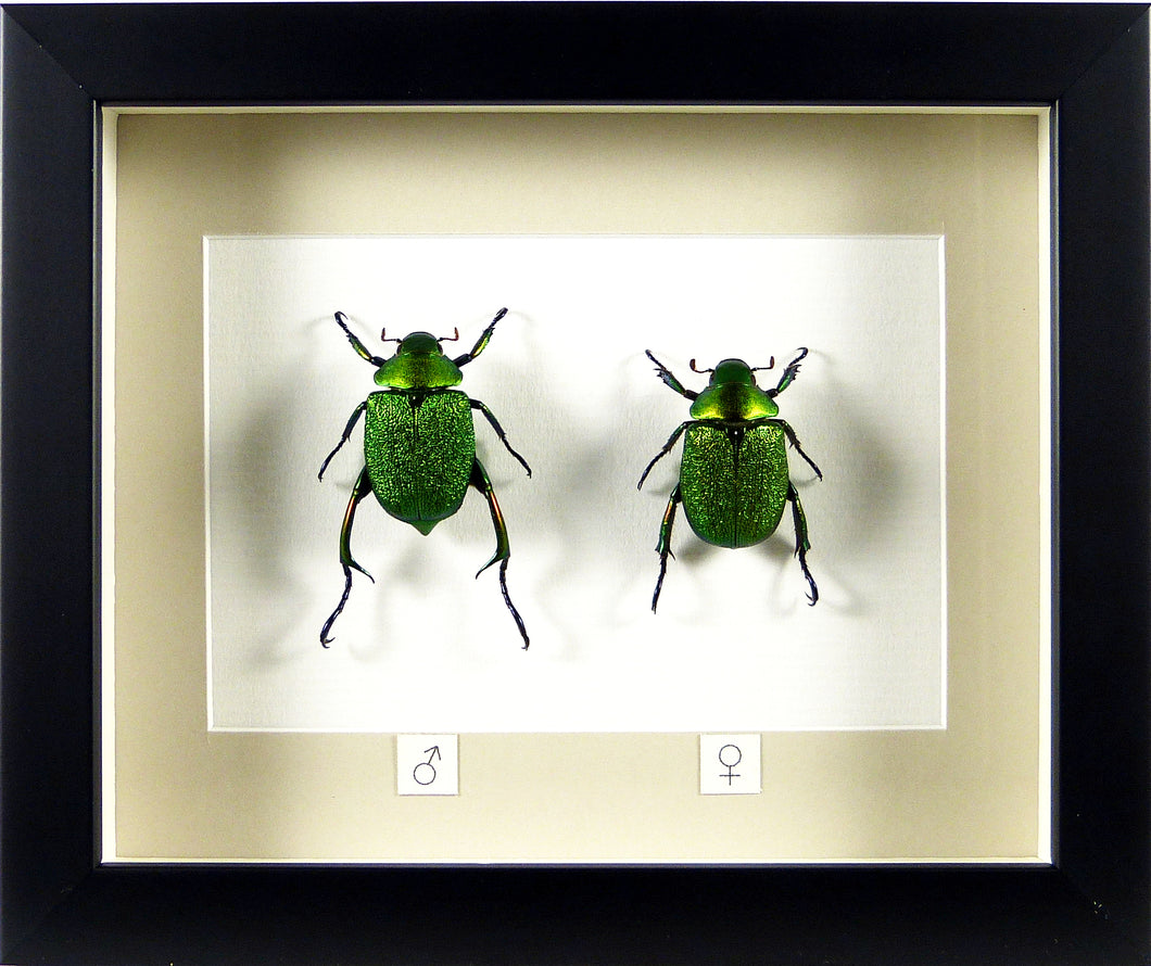 Couple de scarabées Chrysophora chrysochlora / Cadre plusieurs finitions