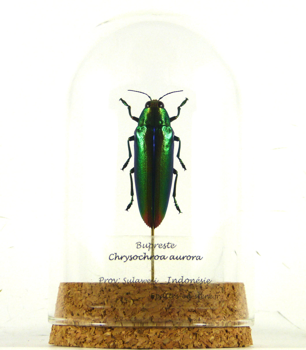Coléoptère bupreste Chrysochroa aurora - sous globe, cloche