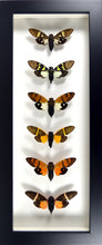 Charger l&#39;image dans la galerie, 6 cigales asiatiques colorées sous cadre laqué noir vitré