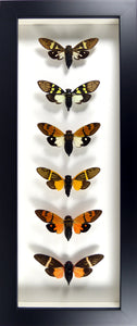 6 cigales asiatiques colorées sous cadre laqué noir vitré