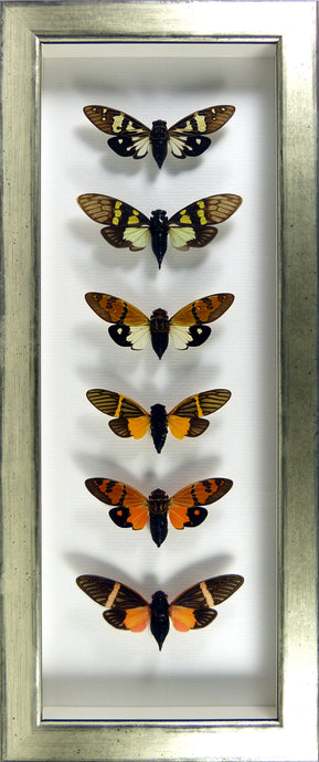 Totem de Cigales exotiques / Cadre noir ou champagne