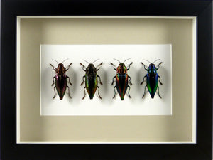 Frise de buprestes (coléoptères) métallisés Cyphogastra / Cadre noir