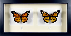 Couple de papillons monarques Danaus plexippus / Cadre noir