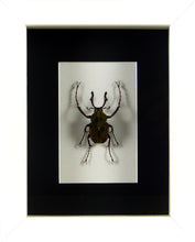 Charger l&#39;image dans la galerie, Cétoine Dicranocephalus wallichii (coléoptère) / Cadre noir ou blanc