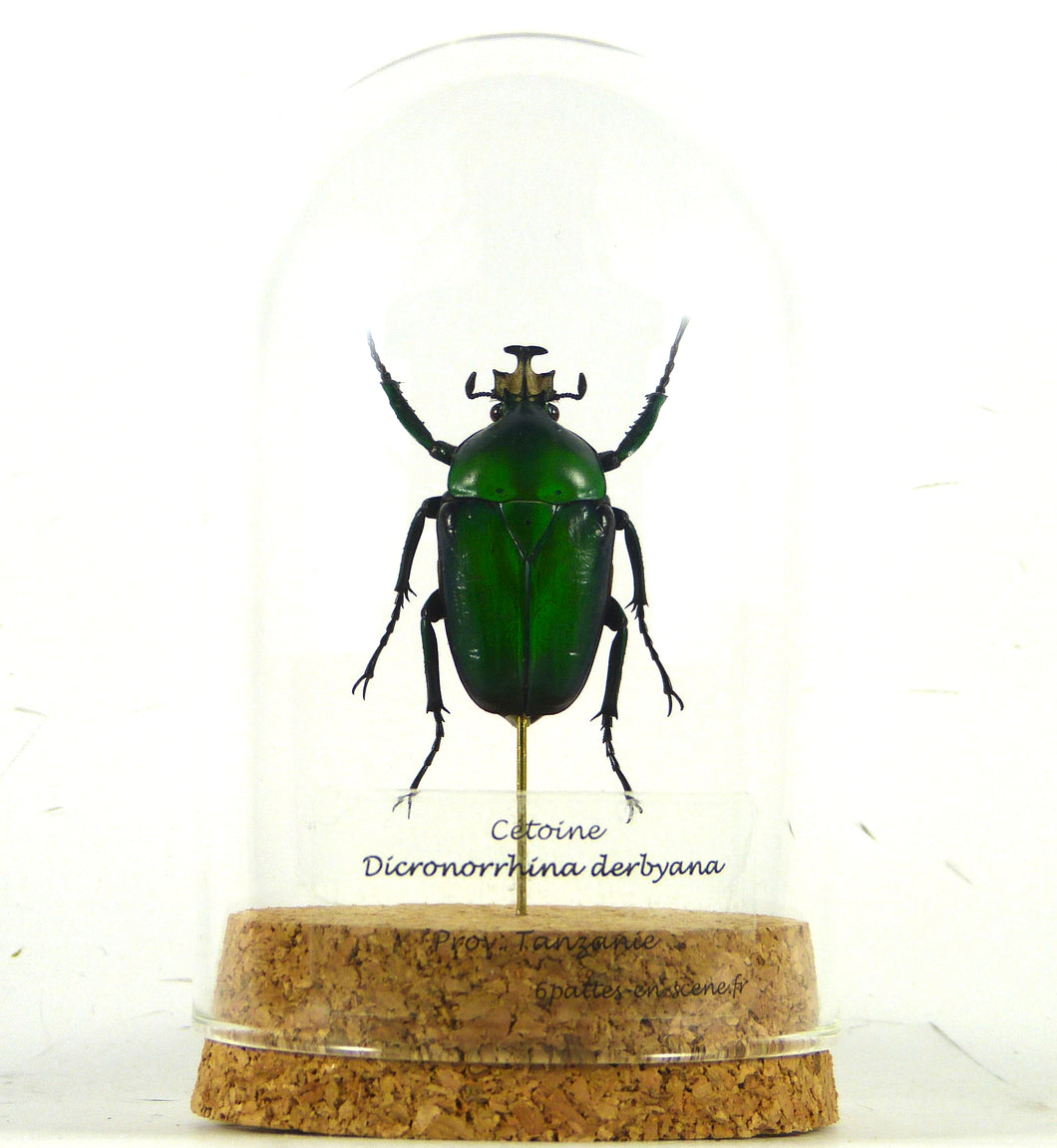 Coléoptère cétoine Dicronorrhina derbyana - insecte sous globe, cloche