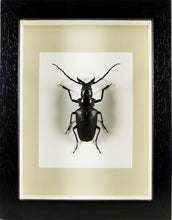 Charger l&#39;image dans la galerie, Longicorne Dorystenes walkeri (coléoptère) / Cadre noir