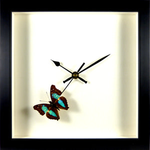 Horloge noire papillon Doxocopa cherubina