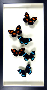 Envolée de papillons bleus vs oranges / Cadre noir