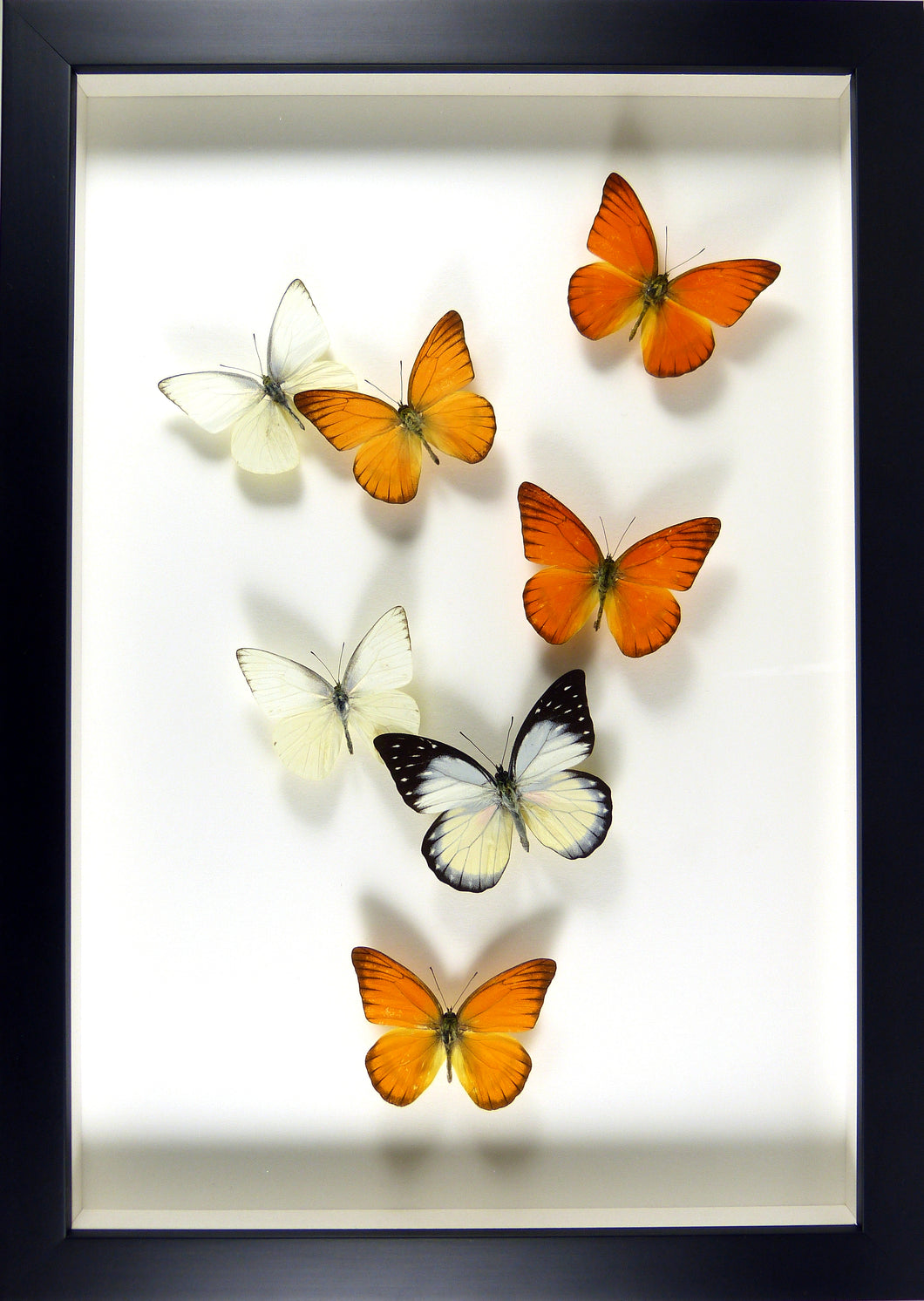 Envolée de papillons piérides blancs vs oranges / Cadre noir