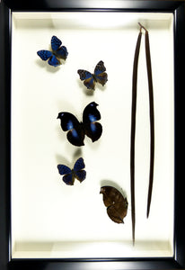 Envolée de papillons exotiques bleus / Cadre noir