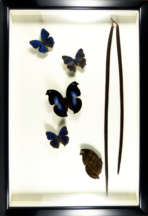 Envolée de papillons exotiques bleus / Cadre noir