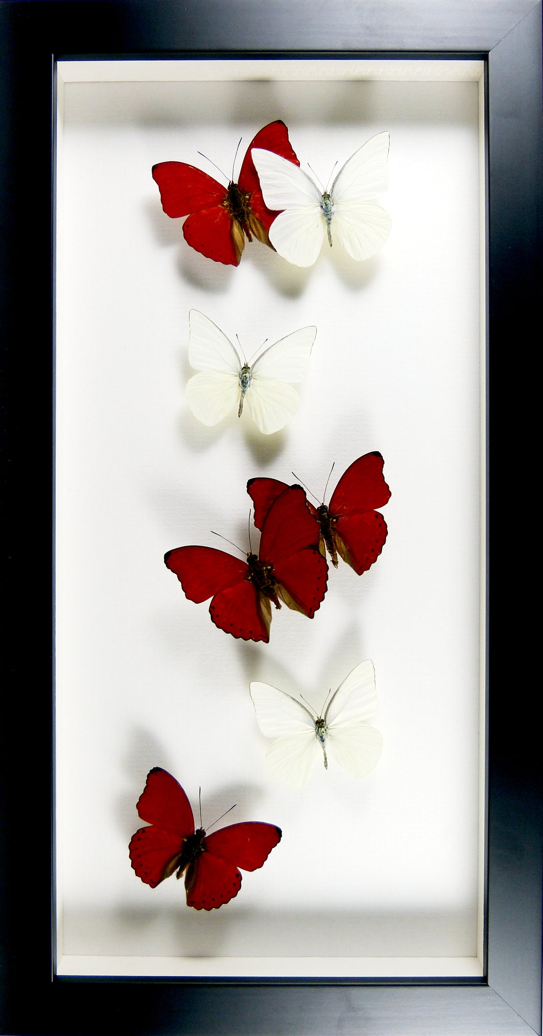 Envolée de papillons rouges et blancs / Cadre noir
