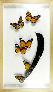 Envol de papillons monarques / Cadre chêne