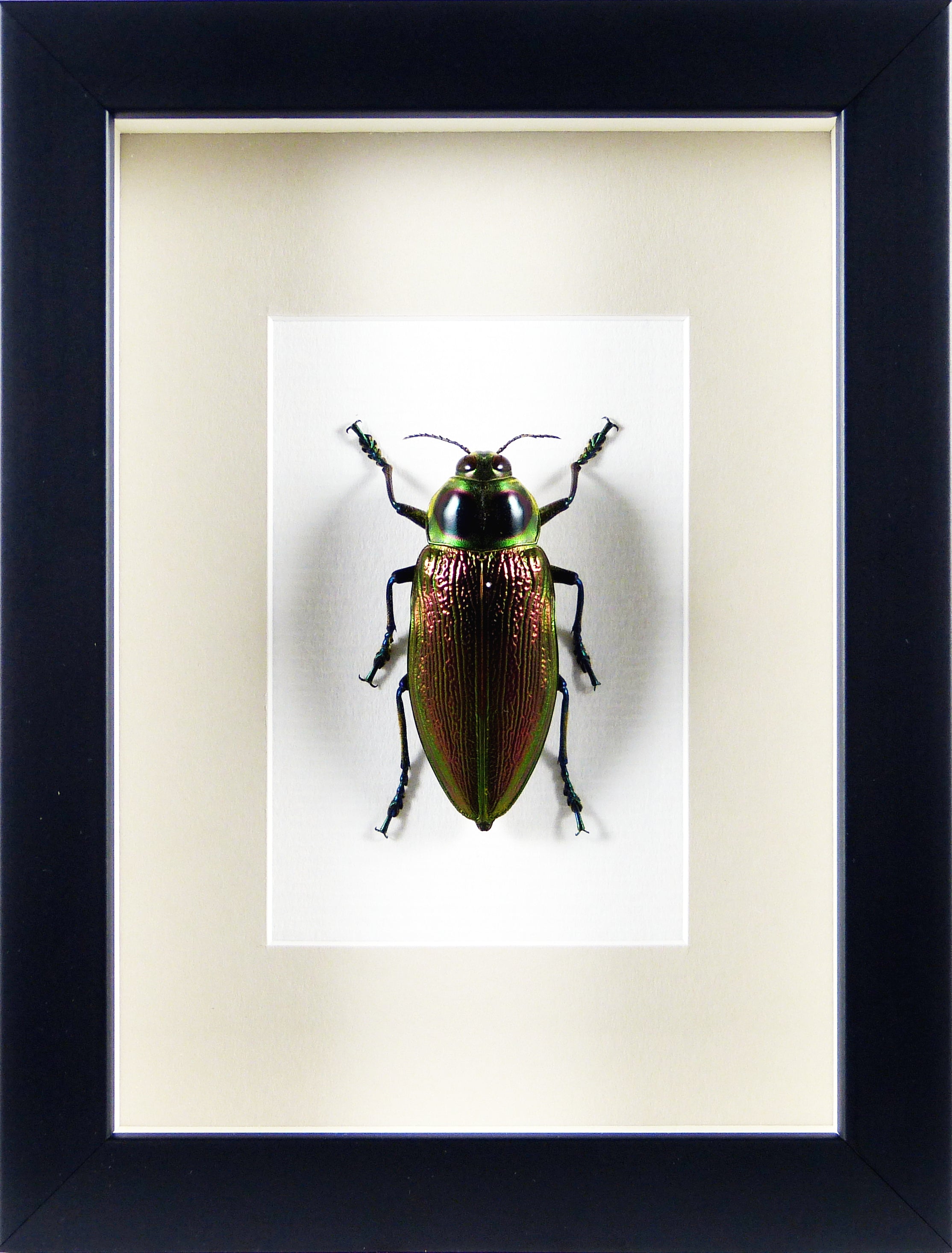Bupreste Euchroma gigantea (Coléoptère) / Cadre noir