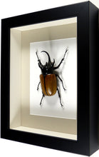 Charger l&#39;image dans la galerie, Dynaste Eupatorus gracilicornis (coléoptère) / Cadre plusieurs finitions