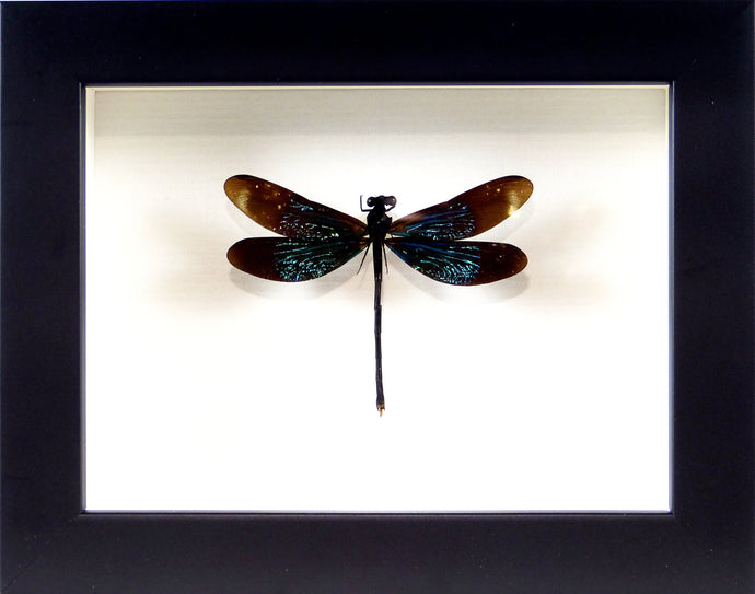 Euphaea refulgens odonate libellule demoiselle naturalisée et encadrée