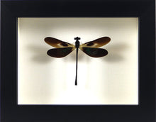 Charger l&#39;image dans la galerie, libellule demoiselle odonate Euphaea variegata encadrée
