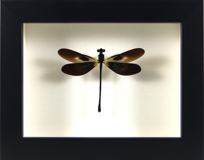 libellule demoiselle odonate Euphaea variegata encadrée