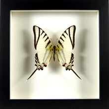 Charger l&#39;image dans la galerie, Papillon zébré Eurytides protesilaus / Cadre bois plusieurs finitions