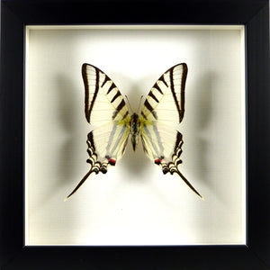 Papillon zébré Eurytides protesilaus / Cadre bois plusieurs finitions