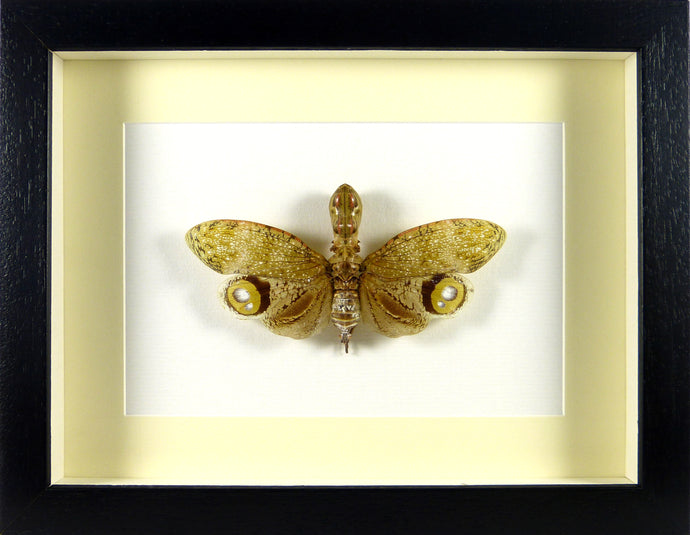 Insecte Fulgora lampetis la mouche cacahuète / Cadre noir