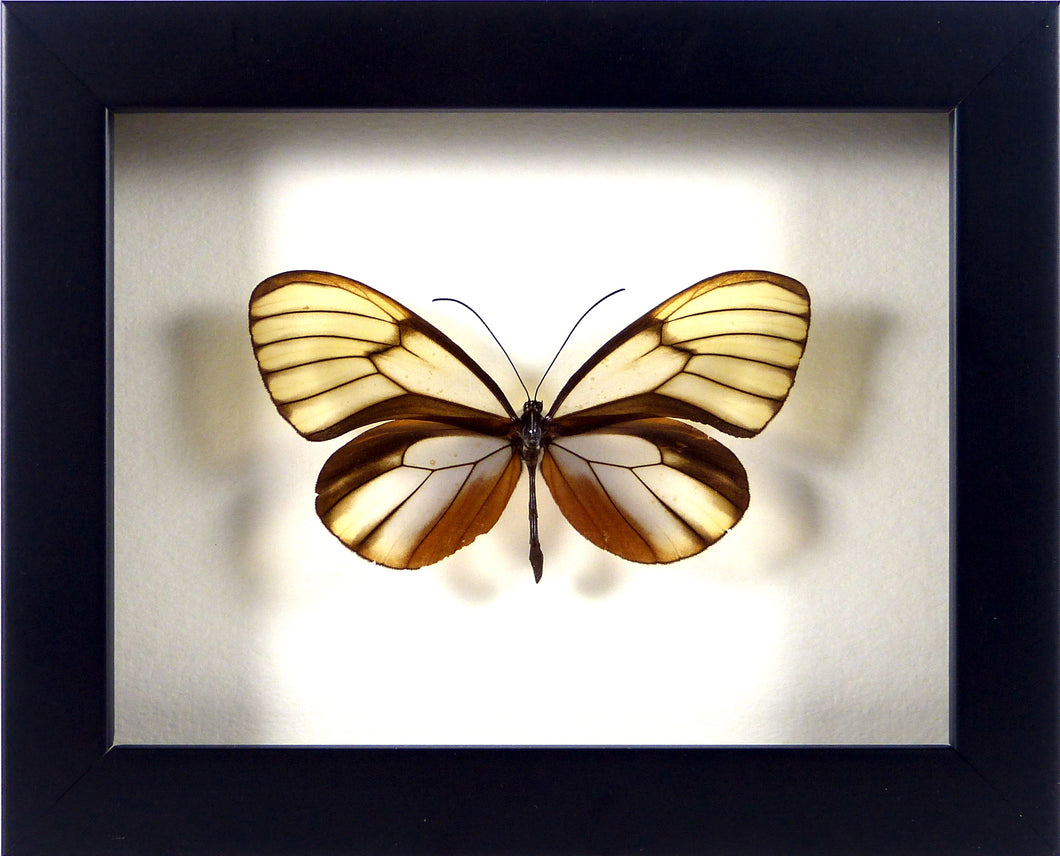 Papillon Godyris duillia sous cadre noir