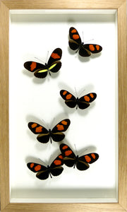 Cadre chêne envol de 6 papillons Heliconius