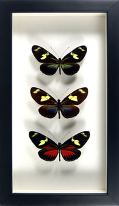 Trio de papillons Heliconius / Cadre noir