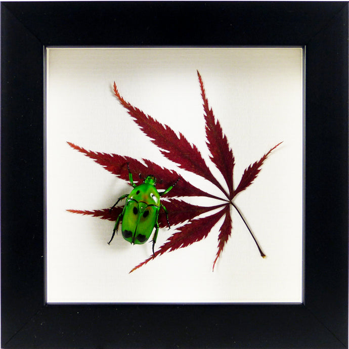 Cétoine Heterorrhina sexmaculata (coléoptère scarabée) sur feuille / Cadre noir