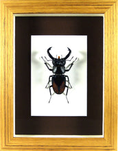 Charger l&#39;image dans la galerie, Grand lucane Hexarthrius parryi (coléoptère) / Cadre bois