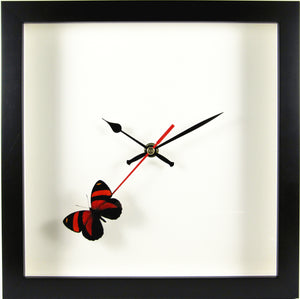 Horloge noire papillon Callicore cynosura