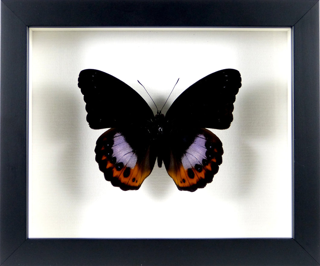 Papillon exotique Hypolimnas pandarus / Cadre noir
