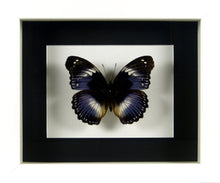 Charger l&#39;image dans la galerie, Papillon exotique Hypolimnas salmacis/ Cadre diverses finitions