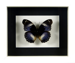 Papillon exotique Hypolimnas salmacis/ Cadre diverses finitions