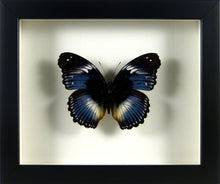 Charger l&#39;image dans la galerie, Papillon exotique Hypolimnas salmacis/ Cadre diverses finitions