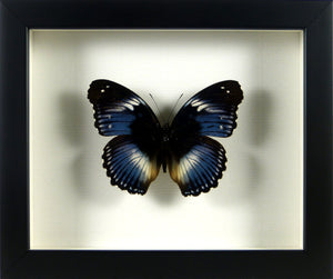 Papillon exotique Hypolimnas salmacis/ Cadre diverses finitions
