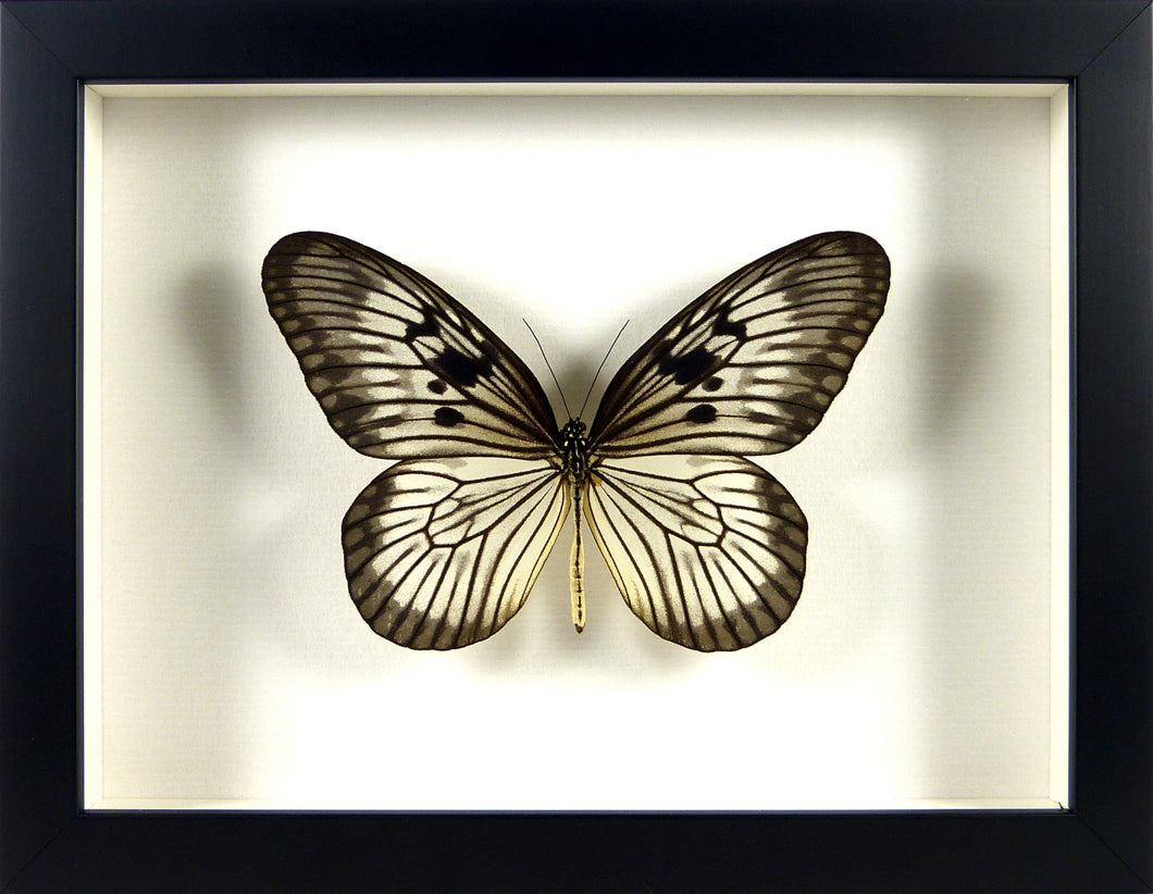 Papillon exotique Idea blanchardi / Cadre noir