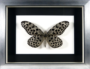 Papillon exotique Idea lynceus / Cadre bois laqué plusieurs finitions