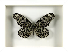 Charger l&#39;image dans la galerie, Papillon exotique Idea lynceus / Cadre bois laqué plusieurs finitions