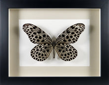 Charger l&#39;image dans la galerie, Papillon exotique Idea lynceus / Cadre bois laqué plusieurs finitions