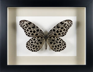 Papillon exotique Idea lynceus / Cadre bois laqué plusieurs finitions