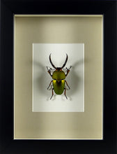 Charger l&#39;image dans la galerie, Lucane Lamprima adolphinae (coléoptère) / Cadre plusieurs finitions
