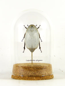 Coléoptère blanc Lepidiota stigma - insecte sous globe, cloche