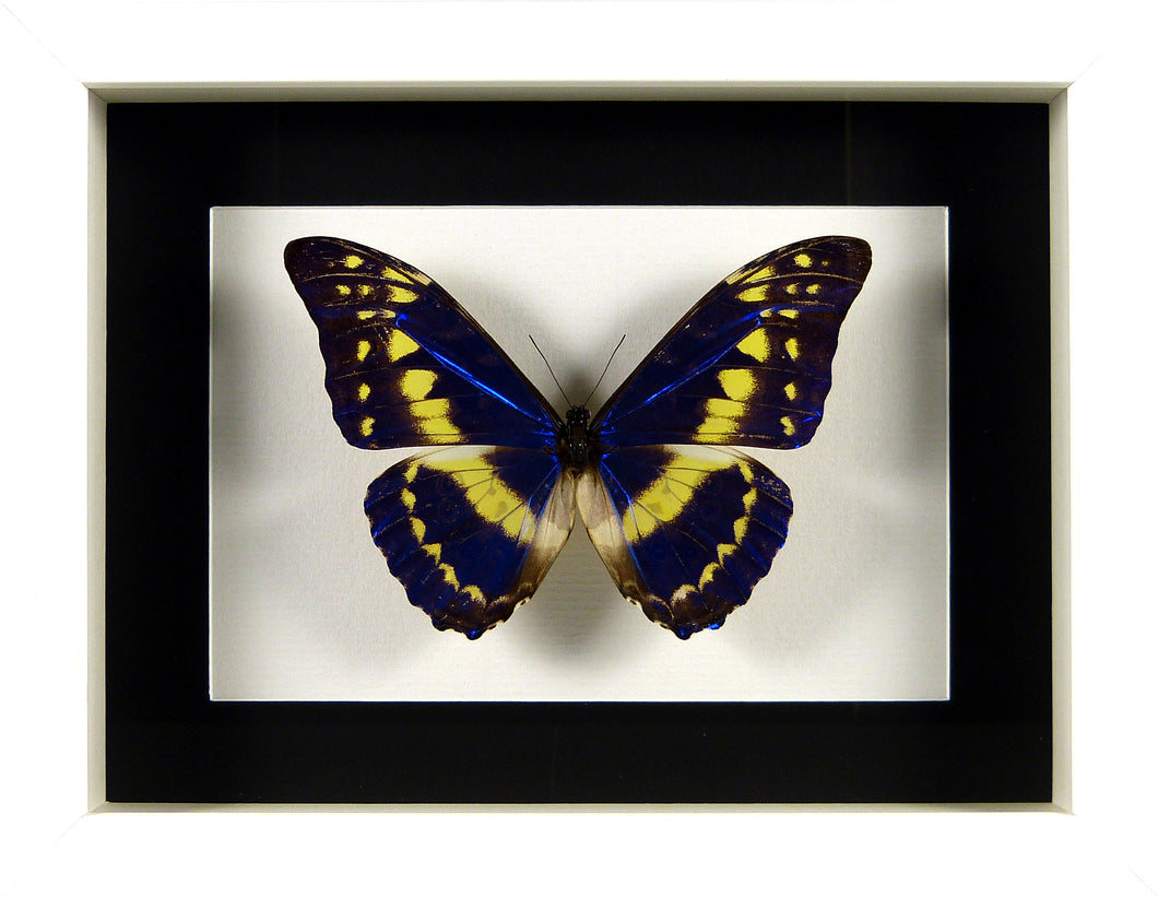 Papillon Morpho cypris / Cadre argent vieilli
