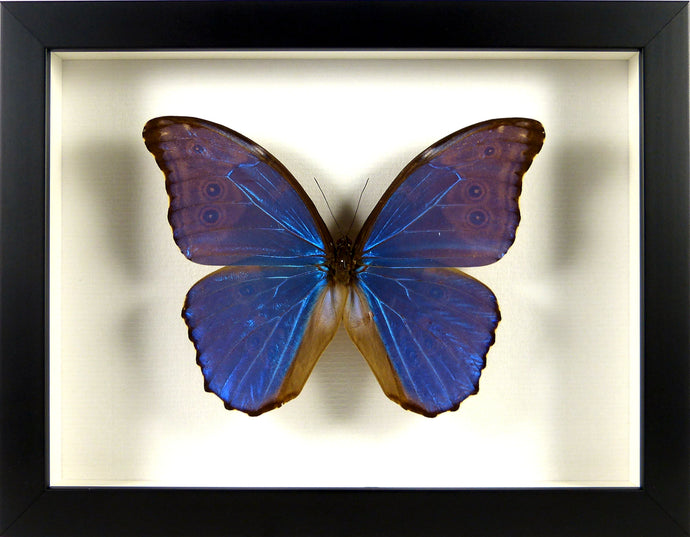 Papillon Morpho didius / Cadre plusieurs finitions