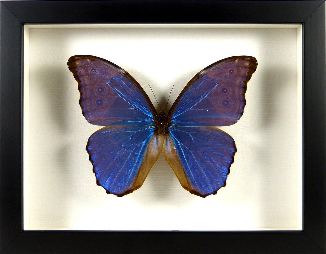 Papillon Morpho didius / Cadre plusieurs finitions