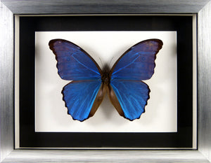 Papillon Morpho didius / Cadre plusieurs finitions