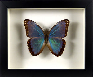 Cadre noir papillon naturalisé Morpho helenor montezuma