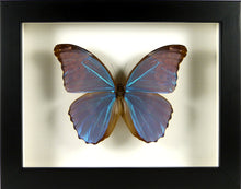 Charger l&#39;image dans la galerie, Papillon Morpho menelaus alexandrovna / Cadre bois plusieurs finitions