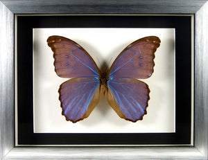 Papillon Morpho menelaus alexandrovna / Cadre bois plusieurs finitions